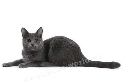 CHARTREUX_6 (RACE)